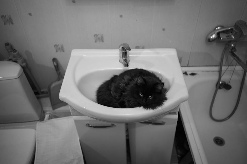 Badkamer kitten foto bij Badkamer zelf of laten kitten?